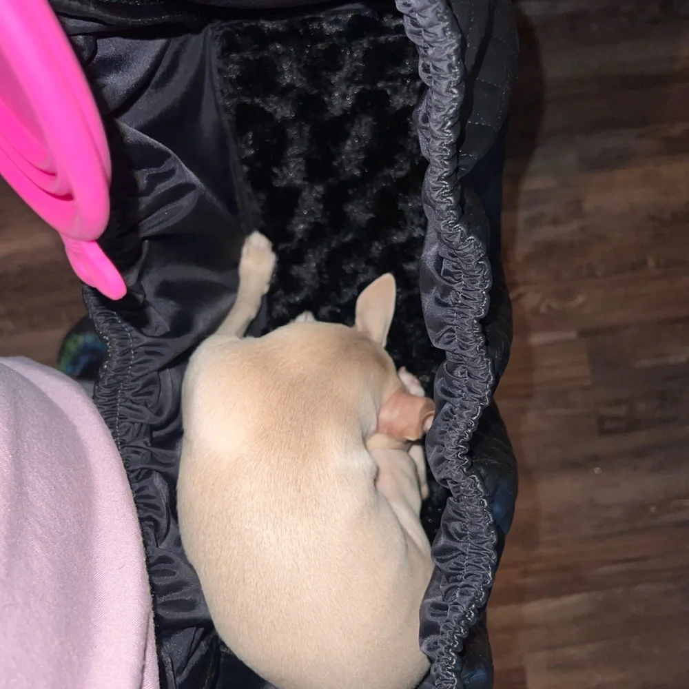 Dog carrier sling